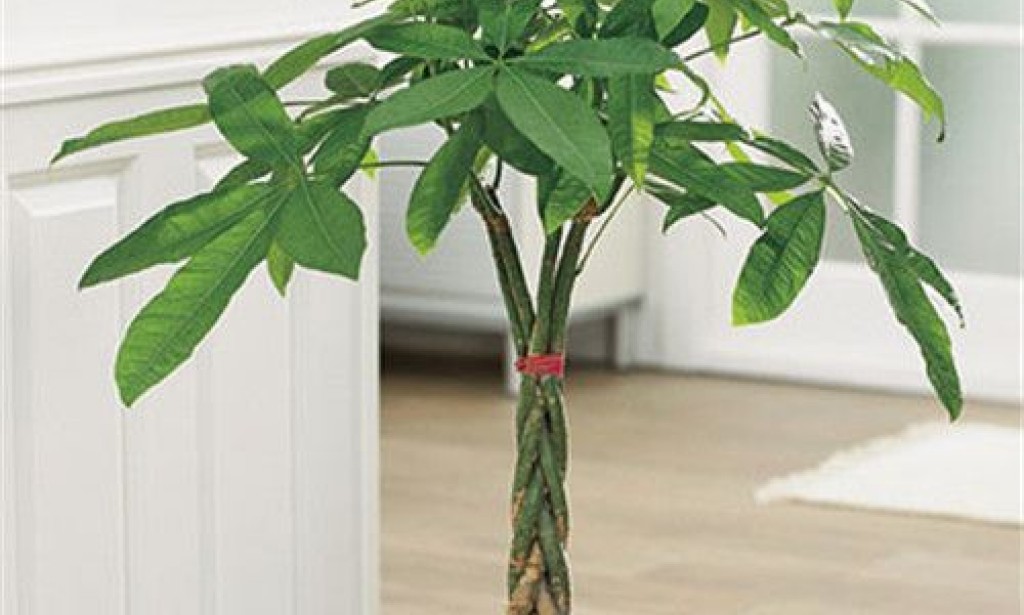 Three lucky plants to keep in your home, to attract health, wealth and prosperity