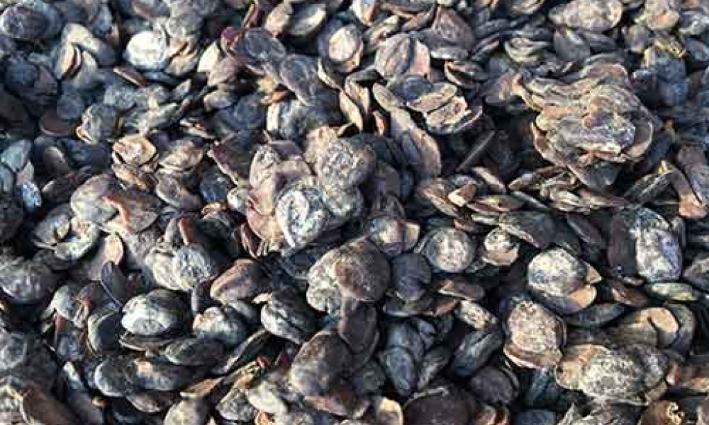 7 Health Benefits Of The African Locust Beans