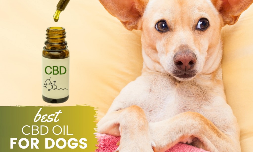 The Highly Qualified CBD Oil For Dog's PetSmart