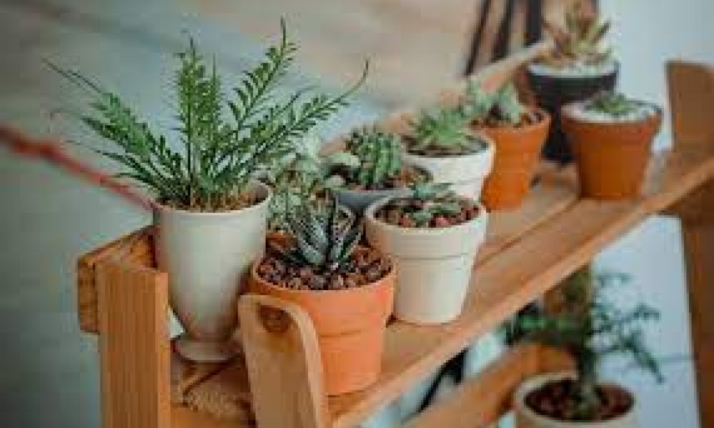 Everything you Need to Know about Moving House Plants